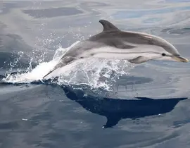 Sortie en Mer à la rencontre des Dauphins et Baleines à Saint-Cyr Sortie en Mer à la rencontre des Dauphins et Baleines à Saint-Cyr