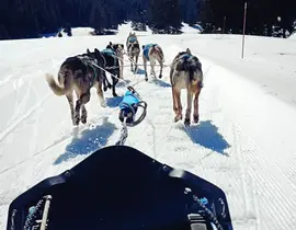 Conduite d'un attelage de Chiens à Saint-Martin-en-Vercors
