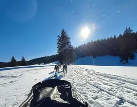 Balade en chiens de traîneau à Saint-Martin-en-Vercors