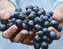 Initiation à l'Œnologie au Domaine Vents du Sud près de Perpignan