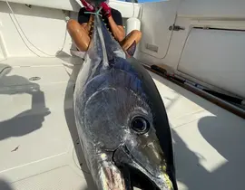 Pêche au Gros à Sausset-les-Pins