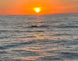 Coucher de Soleil en bateau à Sausset-les-Pins