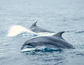 Sortie en Mer à la rencontre des Dauphins à Port Leucate