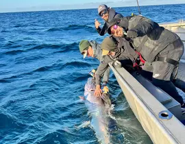 Pêche au Gros (requin ou thon) à Audierne Pêche au Gros (requin ou thon) à Audierne