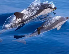 Sortie en Mer à la rencontre des Dauphins à Villefranche-sur-Mer