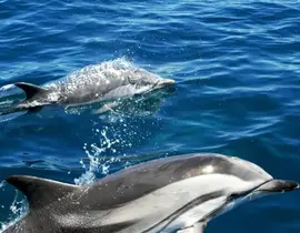 Sortie en Mer en Catamaran à la rencontre des Dauphins à Hendaye Sortie en Mer en Catamaran à la rencontre des Dauphins à Hendaye