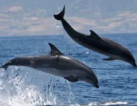 Sortie en mer à la rencontre avec les Dauphins à Sète Sortie en mer à la rencontre avec les Dauphins à Sète