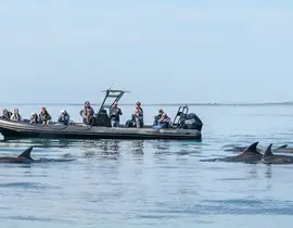 Sortie en Mer et observation de dauphins à Camaret-sur-Mer