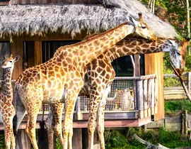 Dormir avec les Girafes au Parc Planète Sauvage près de Nantes Dormir avec les Girafes au Parc Planète Sauvage près de Nantes
