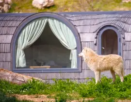 Dormir avec les Loups au Zoo de Thoiry