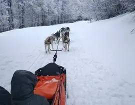Randonnée en Chiens de Traîneau à Barèges Randonnée en Chiens de Traîneau à Barèges