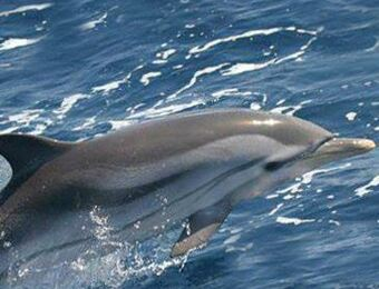 Nager Avec Les Dauphins A Cannes Au Sanctuaire Pelagos En Mediterranee
