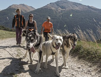 Balade en Chien de Traîneau : Randonnée et Sortie avec un Musher - Page 2