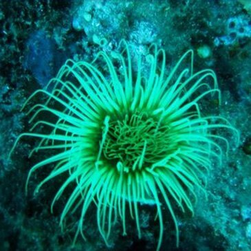 Pyrénées orientales (66) Languedoc-Roussillon - Sport Aquatique Pyrénées orientales (66) Languedoc-Roussillon - Sport Aquatique