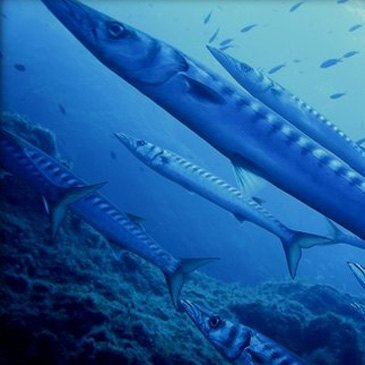 Brevet de Plongée Sous Marine, département Pyrénées orientales Brevet de Plongée Sous Marine, département Pyrénées orientales