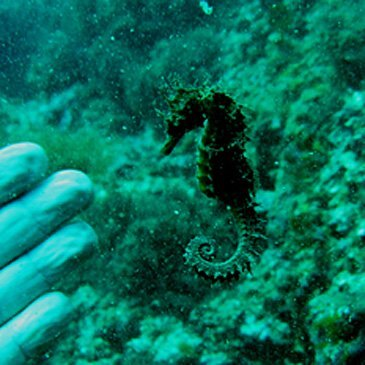 Brevet de Plongée Sous Marine en région Languedoc-Roussillon Brevet de Plongée Sous Marine en région Languedoc-Roussillon