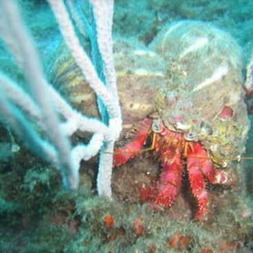 Pyrénées orientales (66) Languedoc-Roussillon - Sport Aquatique Pyrénées orientales (66) Languedoc-Roussillon - Sport Aquatique