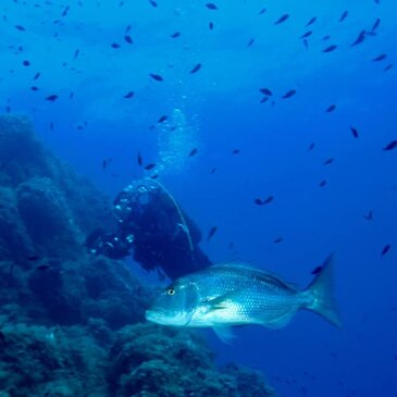 Baptême de plongée, département Corse du Sud Baptême de plongée, département Corse du Sud