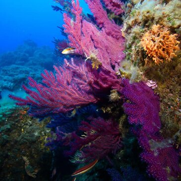 Cargèse, Corse du Sud (2A) - Baptême de plongée Cargèse, Corse du Sud (2A) - Baptême de plongée