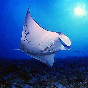 Brevet de Plongée Sous Marine, département Corse du Sud Brevet de Plongée Sous Marine, département Corse du Sud