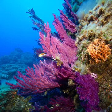 Brevet de Plongée Sous Marine en région PACA et Corse Brevet de Plongée Sous Marine en région PACA et Corse