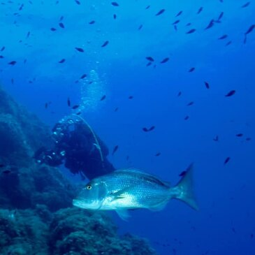 Esigna, Corse du Sud (2A) - Brevet de Plongée Sous Marine Esigna, Corse du Sud (2A) - Brevet de Plongée Sous Marine