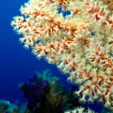 Brevet de Plongée Sous Marine proche Esigna Brevet de Plongée Sous Marine proche Esigna
