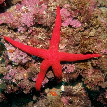 Brevet de Plongée Sous Marine en région PACA et Corse Brevet de Plongée Sous Marine en région PACA et Corse