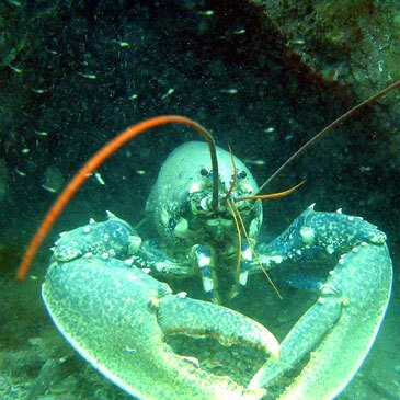 Fréjus, Var (83) - Brevet de Plongée Sous Marine Fréjus, Var (83) - Brevet de Plongée Sous Marine