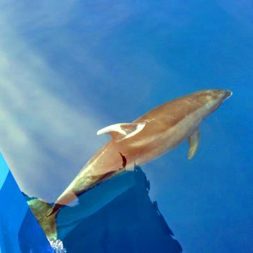 Brevet de Plongée Sous Marine proche Fréjus Brevet de Plongée Sous Marine proche Fréjus