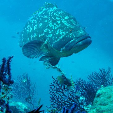 Brevet de Plongée Sous Marine proche Fréjus Brevet de Plongée Sous Marine proche Fréjus