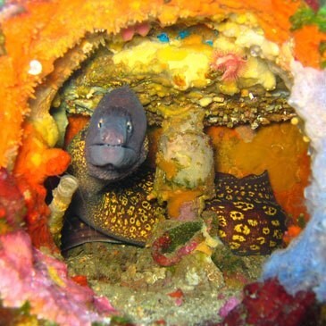 Brevet de Plongée CMAS Niveau 1 à Fréjus en région PACA et Corse