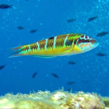 Baptême de plongée, département Var Baptême de plongée, département Var