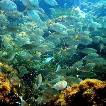 Baptême de plongée, département Alpes Maritimes