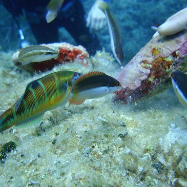 Baptême de plongée en région PACA et Corse Baptême de plongée en région PACA et Corse