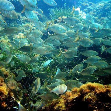 Brevet de Plongée Sous Marine, département Alpes Maritimes Brevet de Plongée Sous Marine, département Alpes Maritimes