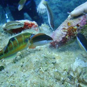 Alpes Maritimes (06) PACA et Corse - Sport Aquatique Alpes Maritimes (06) PACA et Corse - Sport Aquatique