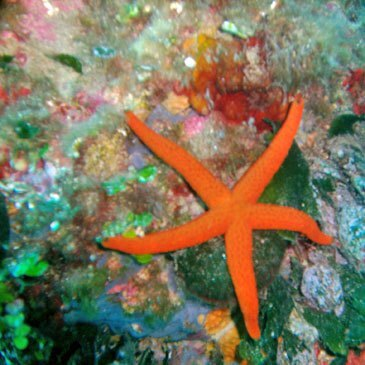 Nice, Alpes Maritimes (06) - Brevet de Plongée Sous Marine Nice, Alpes Maritimes (06) - Brevet de Plongée Sous Marine