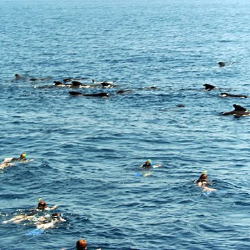 Nager avec les dauphins, département Alpes Maritimes