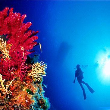 Baptême de Plongée à Port-Fréjus Baptême de Plongée à Port-Fréjus