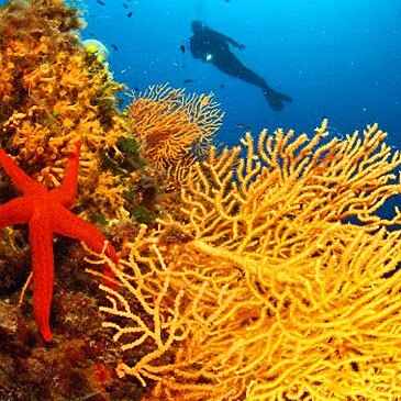 Fréjus, Var (83) - Baptême de plongée Fréjus, Var (83) - Baptême de plongée