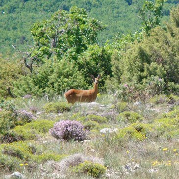 Sport Aérien en région PACA et Corse