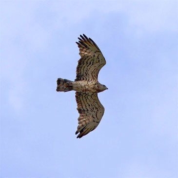 Réserver Baptême en parapente département Alpes Maritimes Réserver Baptême en parapente département Alpes Maritimes