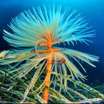 Brevet de Plongée Sous Marine, département Var Brevet de Plongée Sous Marine, département Var