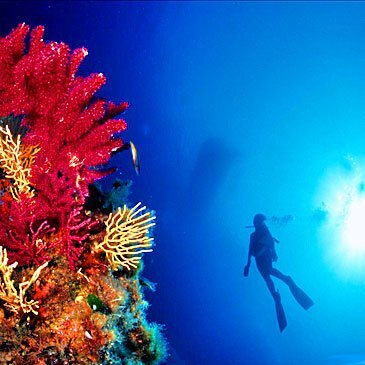 Brevet de Plongée Sous Marine proche Fréjus Brevet de Plongée Sous Marine proche Fréjus