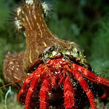Baptême de plongée proche Villefontaine, à 20 min de Bourgoin-Jallieu Baptême de plongée proche Villefontaine, à 20 min de Bourgoin-Jallieu