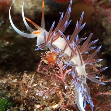 Baptême de plongée, département Var Baptême de plongée, département Var