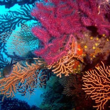 Var (83) PACA et Corse - Sport Aquatique Var (83) PACA et Corse - Sport Aquatique