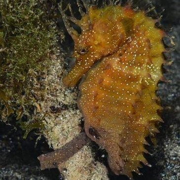 Saint-Raphaël, Var (83) - Baptême de plongée Saint-Raphaël, Var (83) - Baptême de plongée