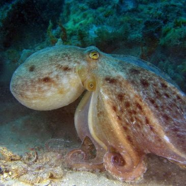 Réserver Baptême de plongée département Var Réserver Baptême de plongée département Var